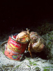 Night dive just off the shore in Sogod Bay, Leyte. Looks ... by Edmond Gozo 